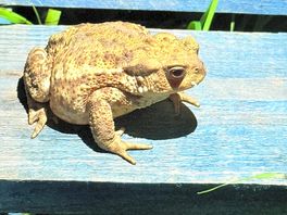 Toad by the showers