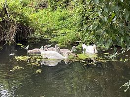 Cygnets