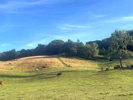 Cow paddock view