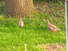Wildlife