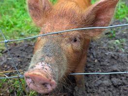 The pigs were certainly the highlight of our visit. from our pitch we could watch them in their pen.