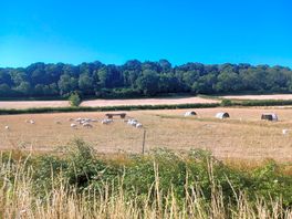 One of the fields of sheep.