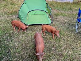 Piggies and tent