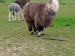 More llamas