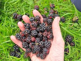 Berries in nearby bushes