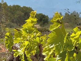 Grape vine and snow capped pyrenees