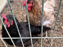 Free eggs