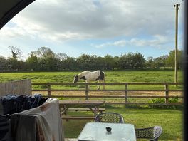Friendly horses right outside