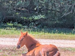 Some ponies chilling around :)