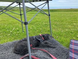 Worn out dog
