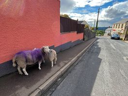 Sheep free roaming