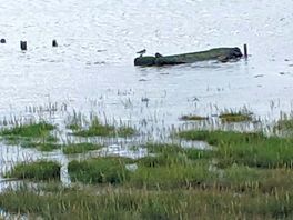 Lots of birds to watch. bird watchers paradise