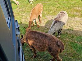 They only eat the grass, not your van!