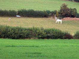 Friendly horses