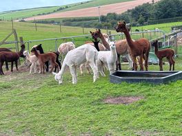 Alpaca heaven