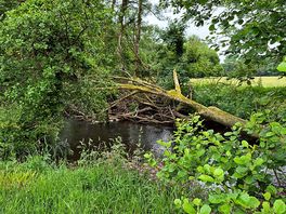 Lush greenery and path to river.