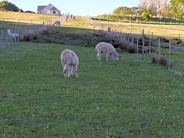 A couple of members of the fleece patrol 😁