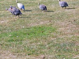 Onsite feathery friends
