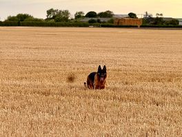 Fields go on forever