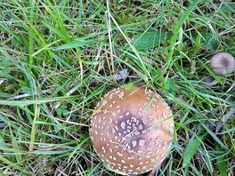 One of many fungi on the estate