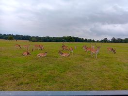 Holkham deer in parkland