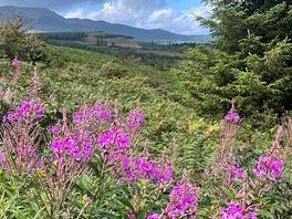 Beautiful view of meadow and mountain