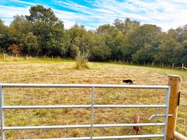 Dog field