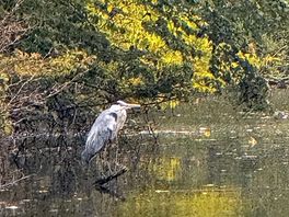 Heron on pools
