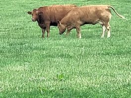 Cows in next field.