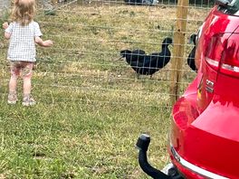 Children loved watching the black geese that were in an enclosure