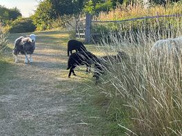Sheep in the campsite