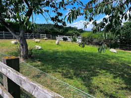Sheep field
