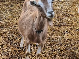 Goats