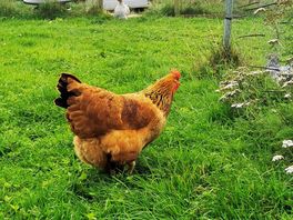 Lovely to see free range chickens on site