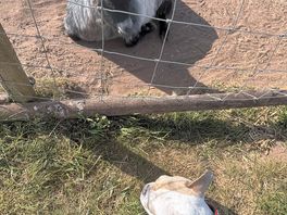 My girl meeting a goat