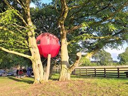 Tent in the trees for hire.