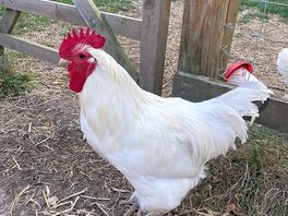 Friendly farm animal