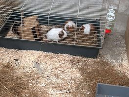 Guinea pigs to pet