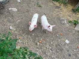 2 baby pigs