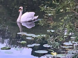 Resident swan