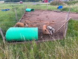 Friendly pigs