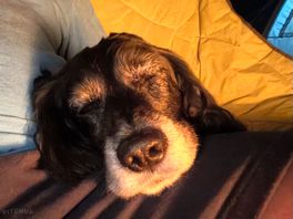 Charlie having a campfire snooze.