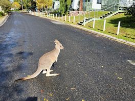 A friendly kangaroo on the road