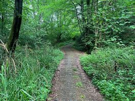 Woodland walks near site