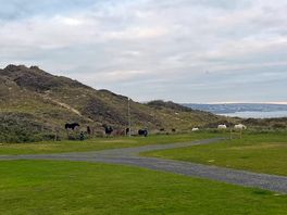 Horses