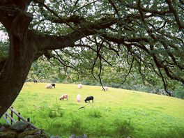 Sheep!