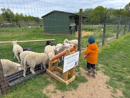 Feeding the sheep