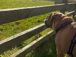 Looking at the horses