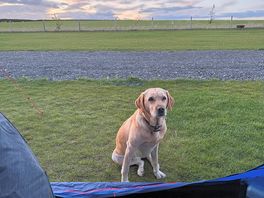 One of the owners pooches
