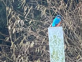 Lovely picture of kingfisher